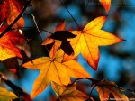 Pictures-of-Autumn-21
